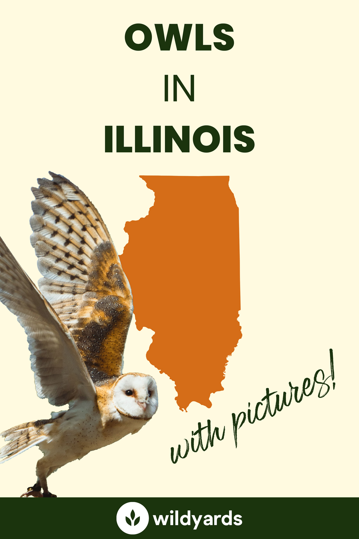 All 9 Owls in Illinois [With Sounds & Pictures]
