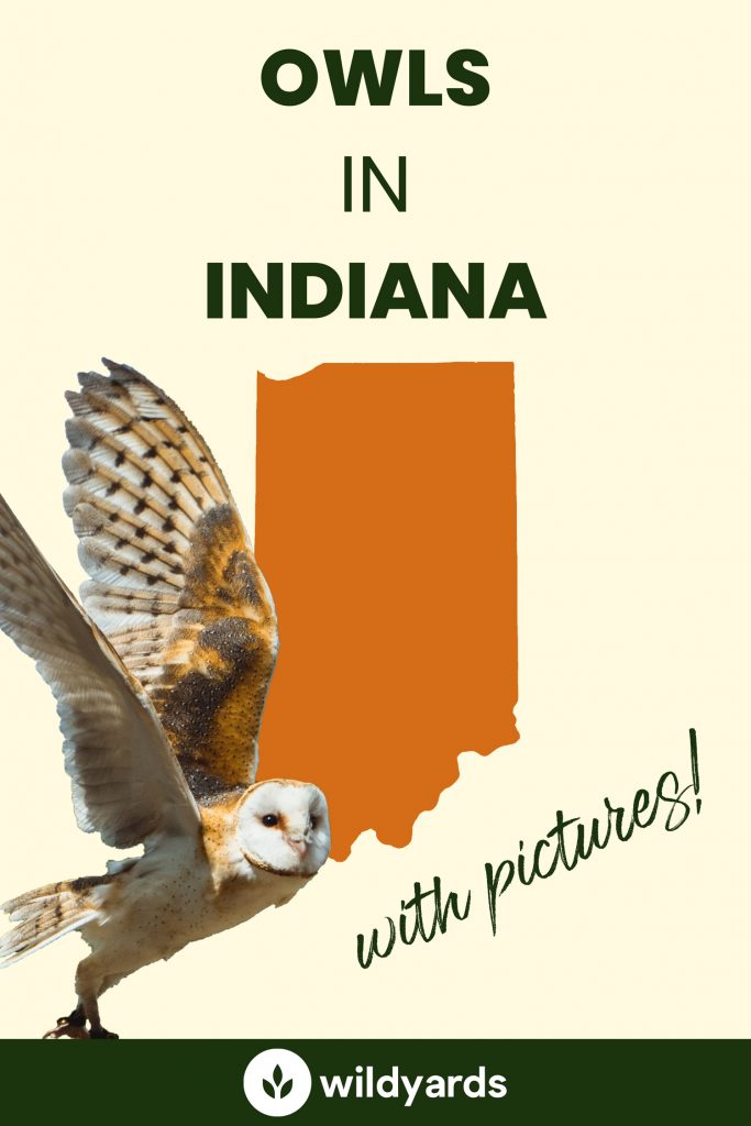 owls-in-indiana