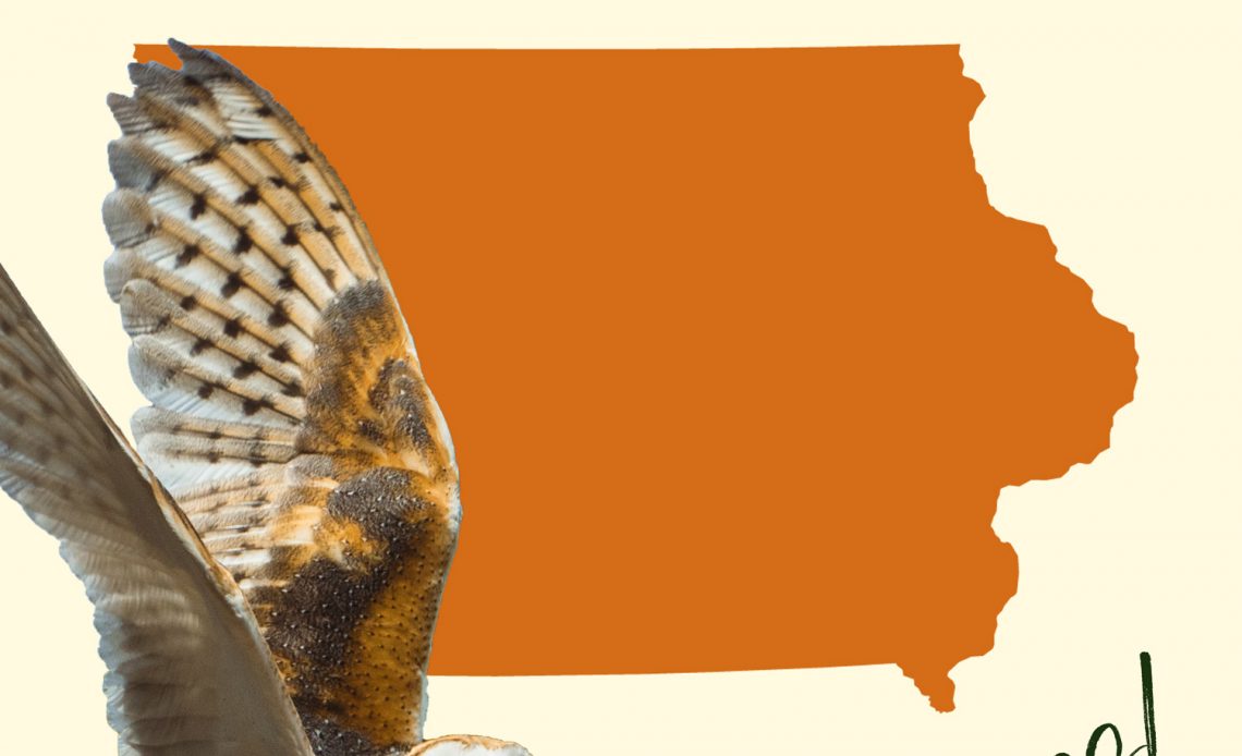 All 9 Owls in Iowa [With Sounds & Pictures]