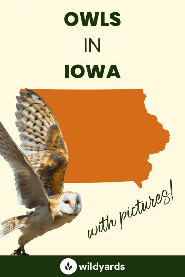 9 Owls in Iowa [With Sounds & Pictures]
