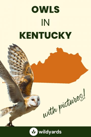 8 Owls in Kentucky [With Sounds & Pictures]
