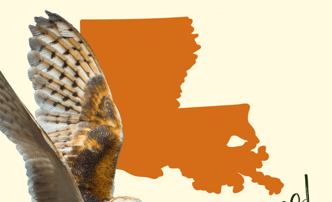 All 7 Owls in Louisiana [With Sounds & Pictures]