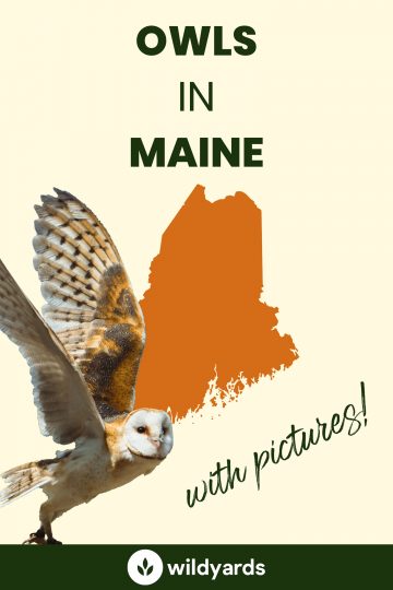 10 Owls in Maine [With Sounds & Pictures]