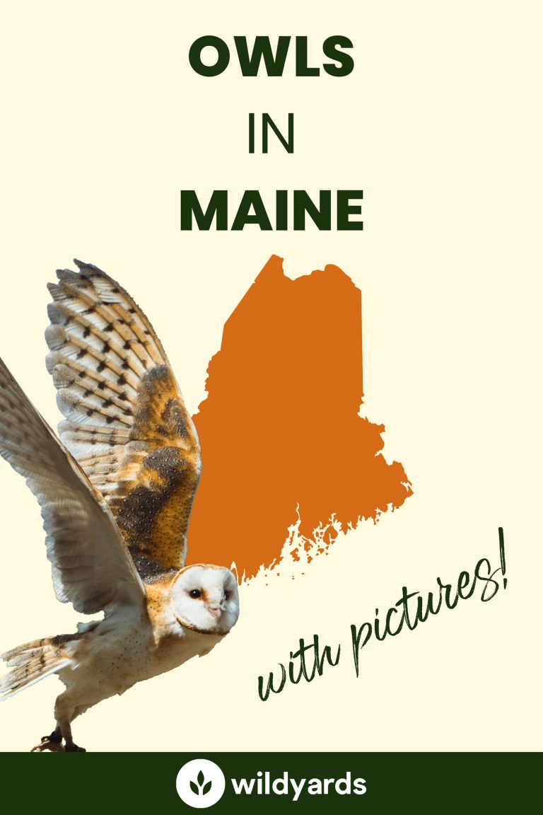 All 10 Owls in Maine [With Sounds & Pictures]