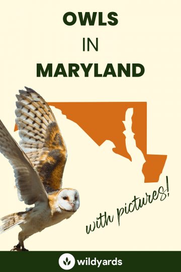 8 Owls in Maryland [With Sounds & Pictures]