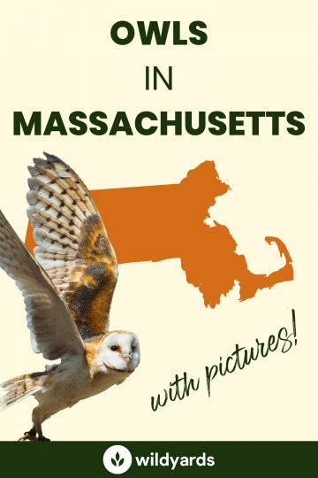 9 Owls in Massachusetts [With Sounds & Pictures]