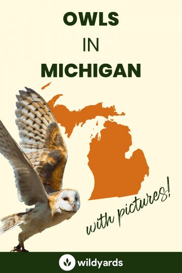 11 Owls in Michigan [With Sounds & Pictures]