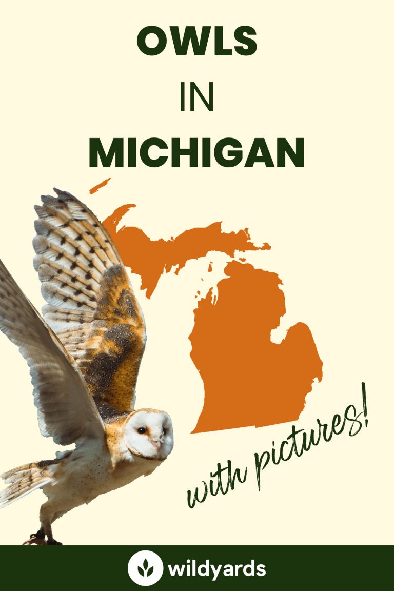 All 11 Owls in Michigan [With Sounds & Pictures]