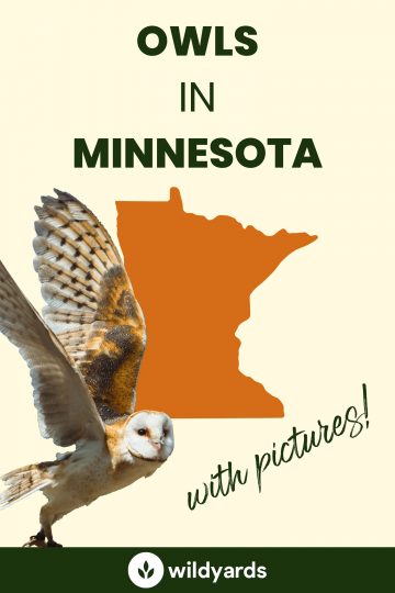 11 Owls in Minnesota [With Sounds & Pictures]