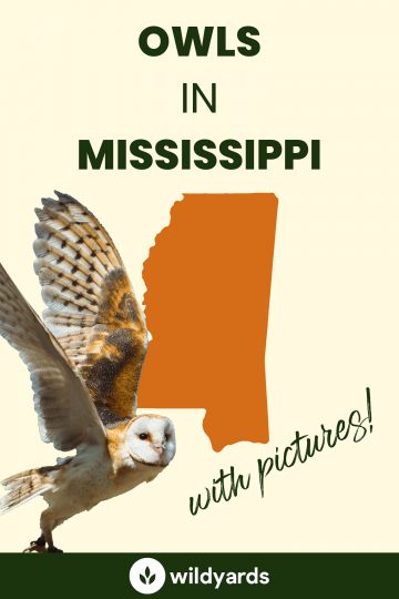 12 Owls in Mississippi [With Sounds & Pictures]