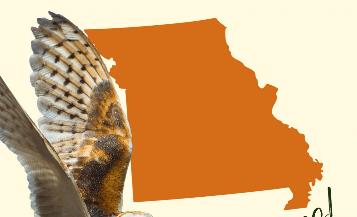 All 8 Owls in Missouri [With Sounds & Pictures]