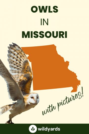 8 Owls in Missouri [With Sounds & Pictures]