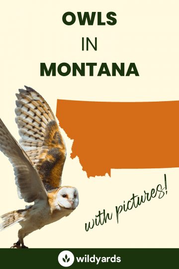15 Owls in Montana [With Sounds & Pictures]