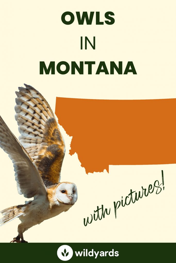 owls-in-montana