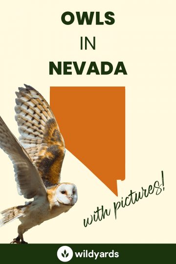 9 Owls in Nevada [With Sounds & Pictures]