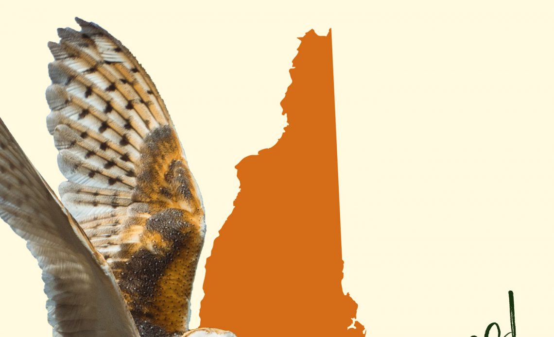 All 10 Owls in New Hampshire [With Sounds & Pictures]