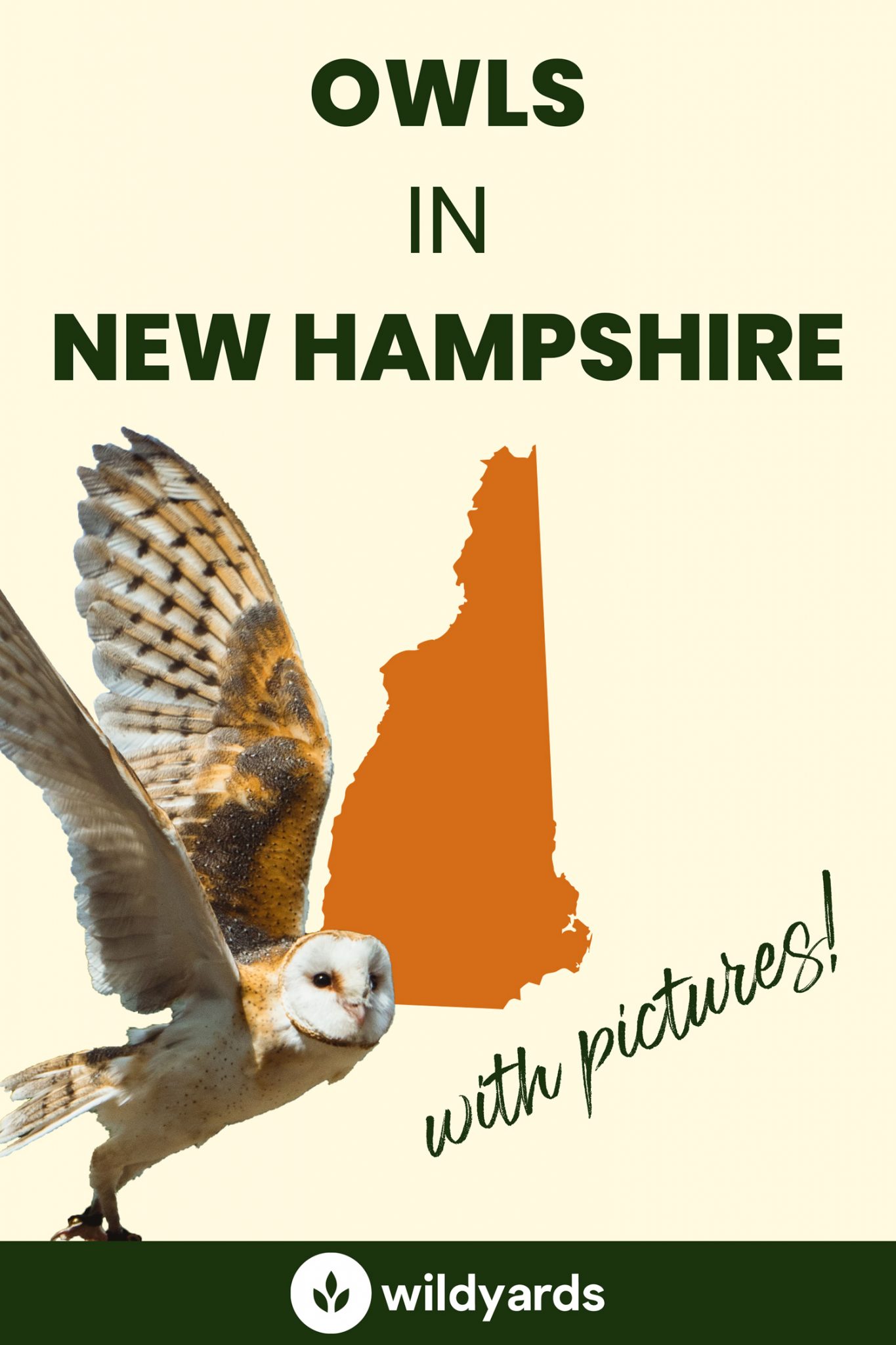 All 10 Owls in New Hampshire [With Sounds & Pictures]
