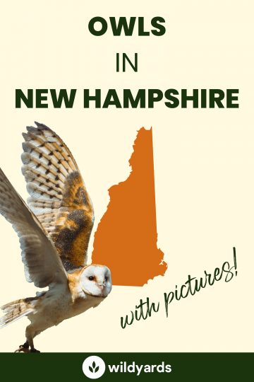 10 Owls in New Hampshire [With Sounds & Pictures]