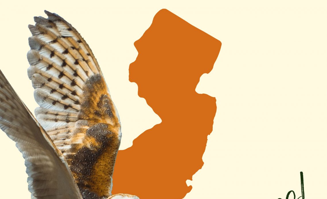 All 8 Owls in New Jersey [With Sounds & Pictures]