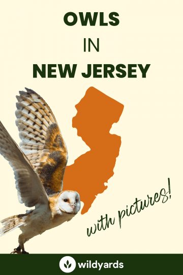 8 Owls in New Jersey [With Sounds & Pictures]