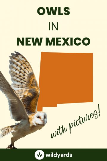 13 Owls in New Mexico [With Sounds & Pictures]