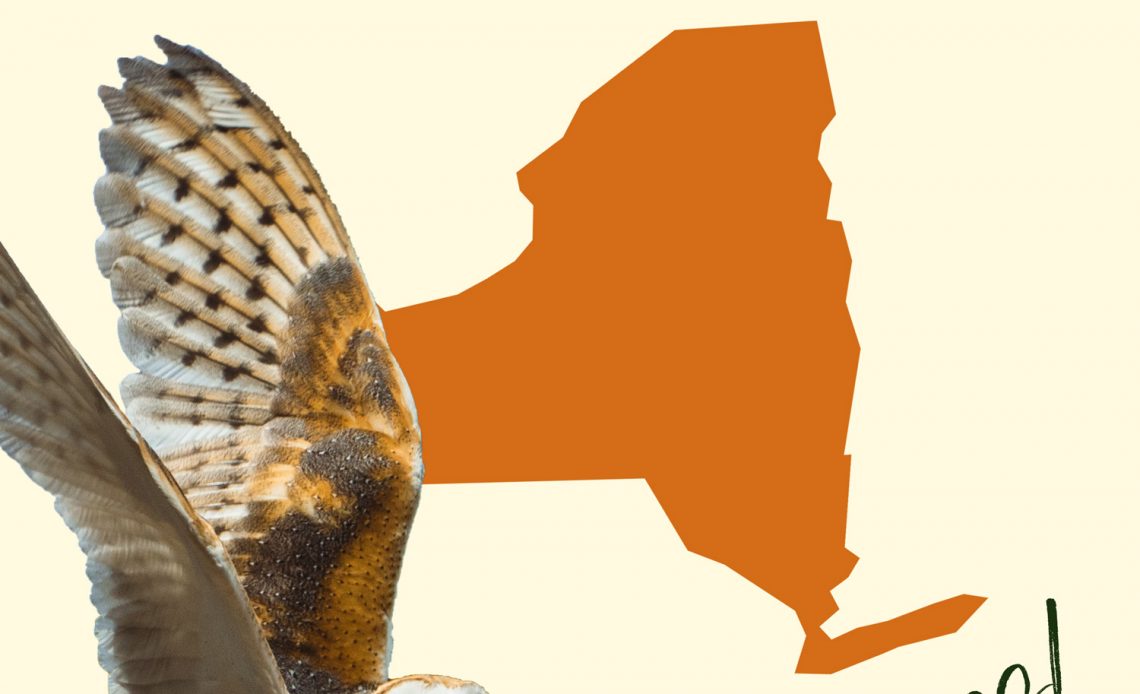 All 10 Owls in New York [With Sounds & Pictures]
