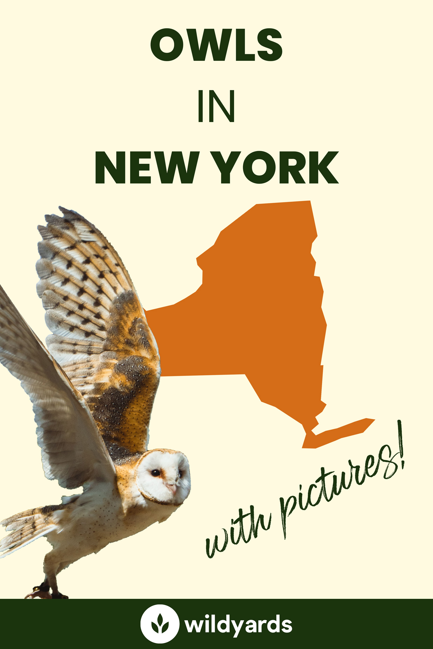All 10 Owls in New York [With Sounds & Pictures]