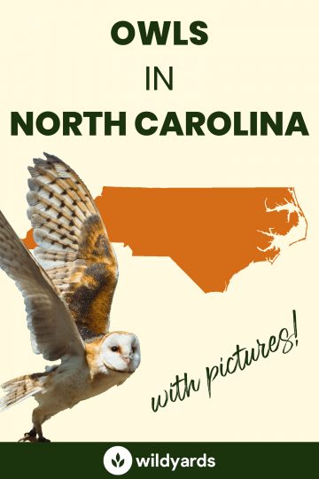 8 Owls in North Carolina [With Sounds & Pictures]