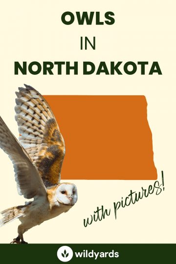 12 Owls in North Dakota [With Sounds & Pictures]