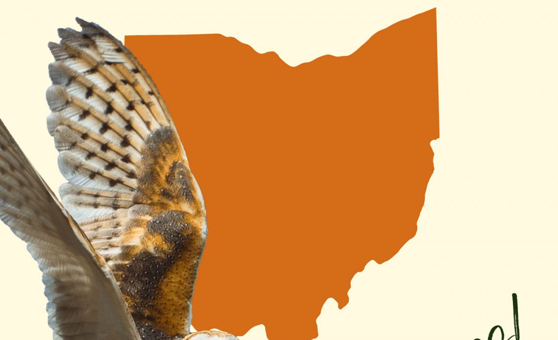 All 8 Owls in Ohio [With Sounds & Pictures]