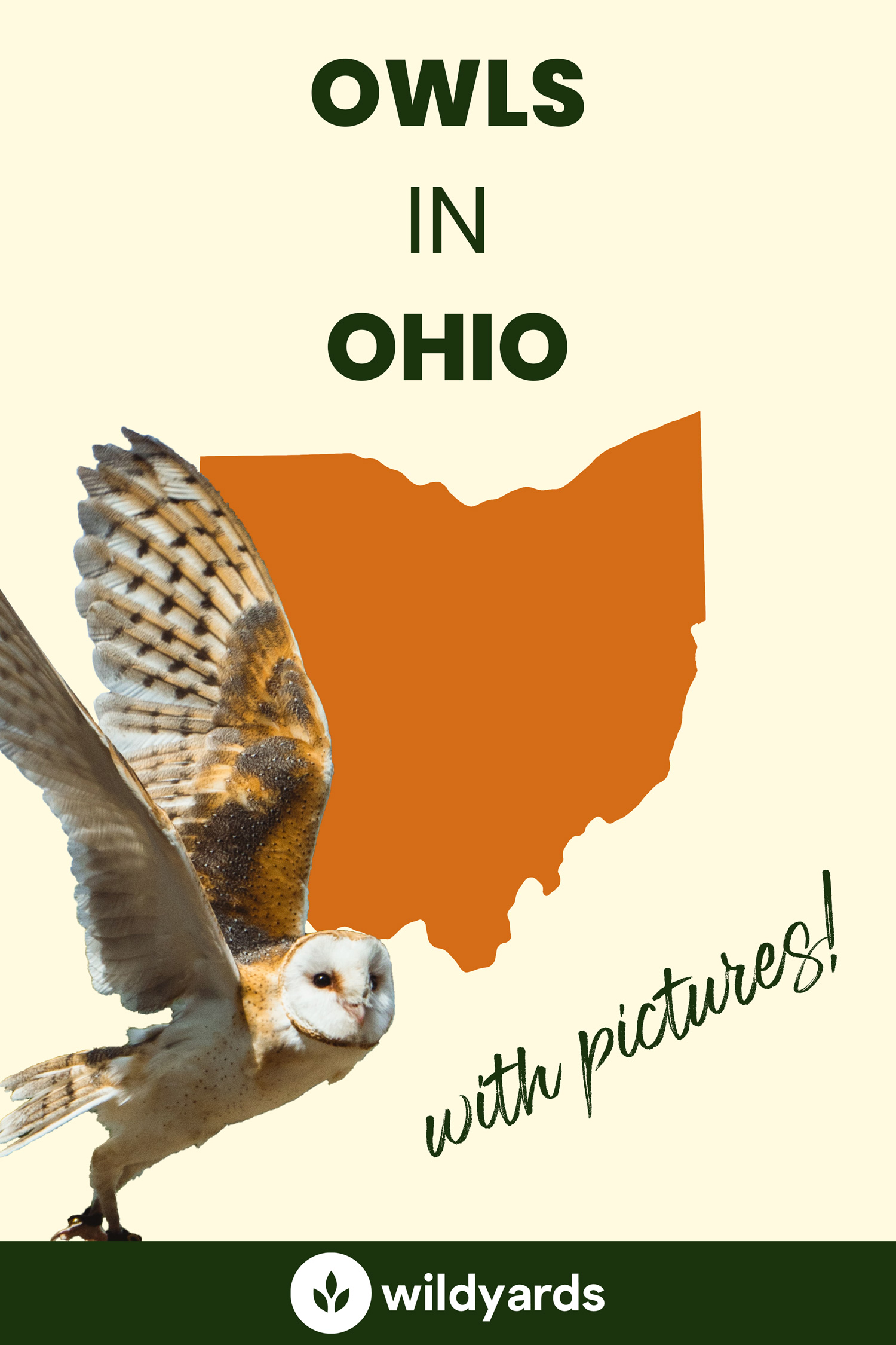 All 8 Owls in Ohio [With Sounds & Pictures]