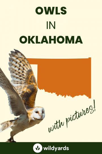 9 Owls in Oklahoma [With Sounds & Pictures]