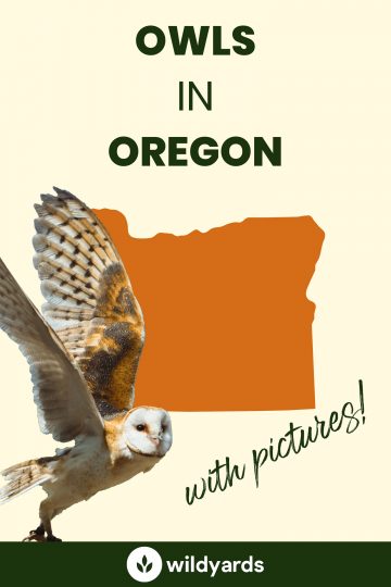 14 Owls in Oregon [With Sounds & Pictures]
