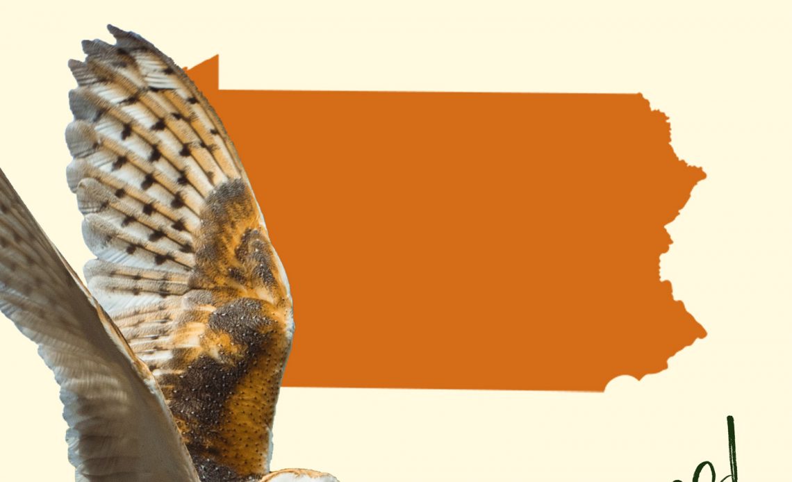 All 8 Owls in Pennsylvania [With Sounds & Pictures]