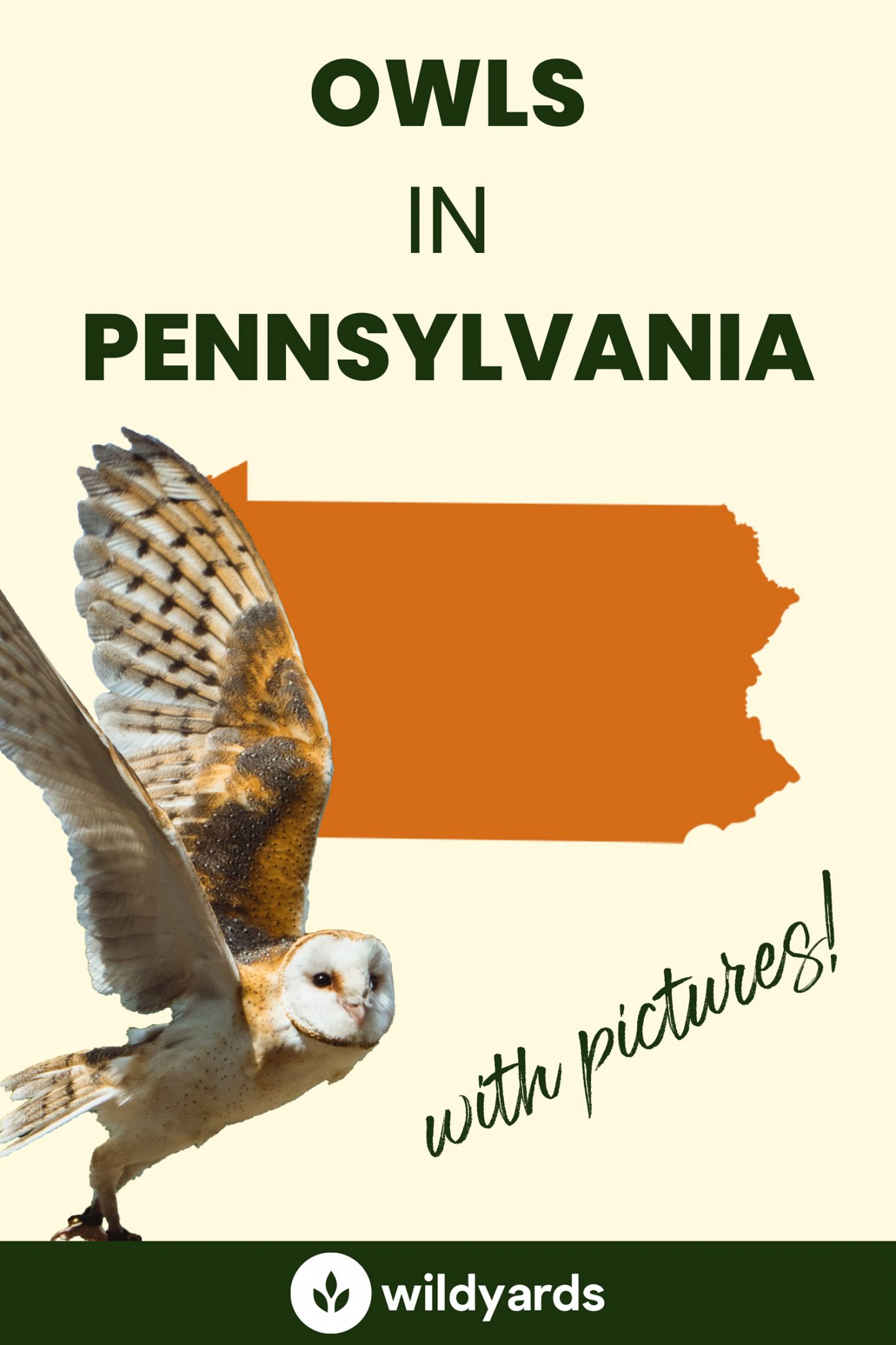 All 8 Owls in Pennsylvania [With Sounds & Pictures]
