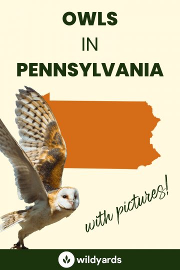 8 Owls in Pennsylvania [With Sounds & Pictures]