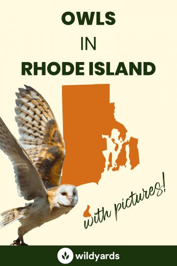 9 Owls in Rhode Island [With Sounds & Pictures]