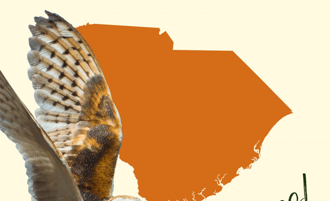All 7 Owls in South Carolina [With Sounds & Pictures]