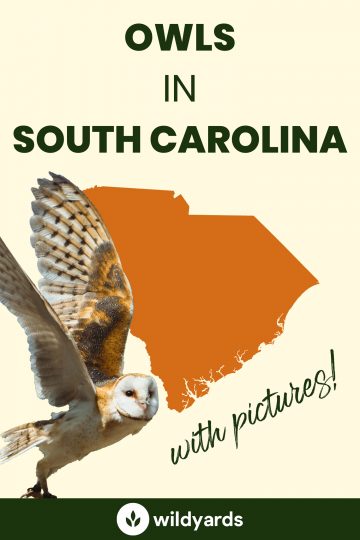 7 Owls in South Carolina [With Sounds & Pictures]
