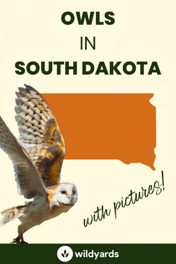 9 Owls in South Dakota [With Sounds & Pictures]