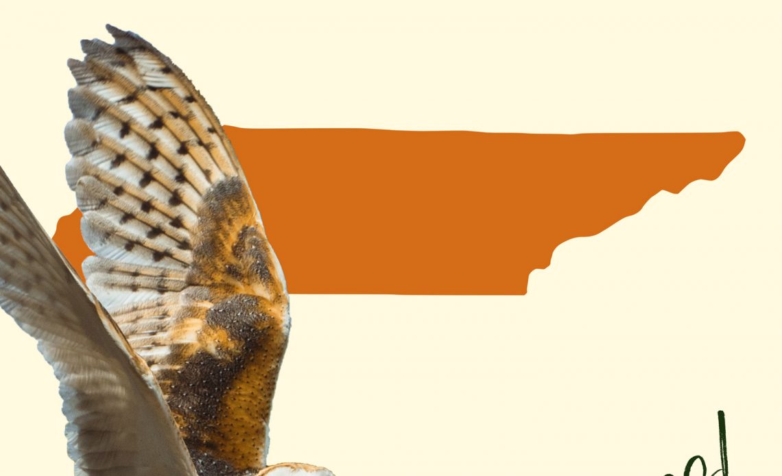 All 8 Owls in Tennessee [With Sounds & Pictures]