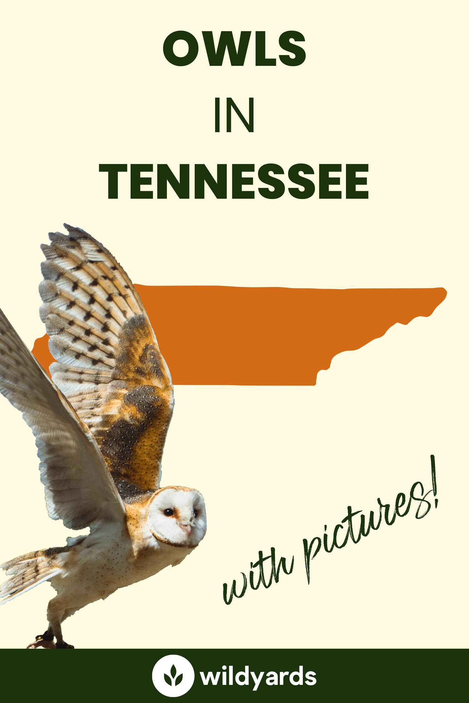 All 8 Owls in Tennessee [With Sounds & Pictures]