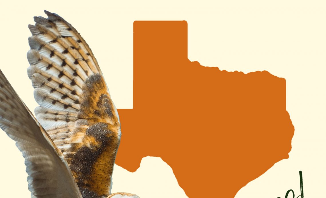 All 12 Owls in Texas [With Sounds & Pictures]