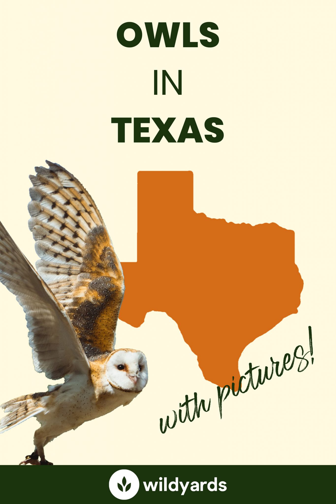 All 12 Owls in Texas [With Sounds & Pictures]