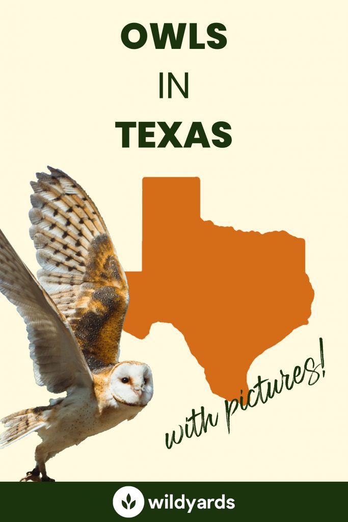 owls-in-texas