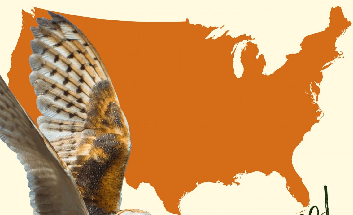 All 19 Owls in the United States [With Sounds & Maps]