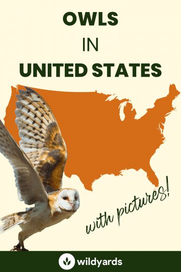 Owls Species in the United States