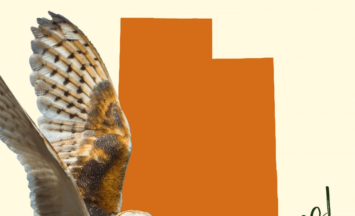 All 12 Owls in Utah [With Sounds & Pictures]