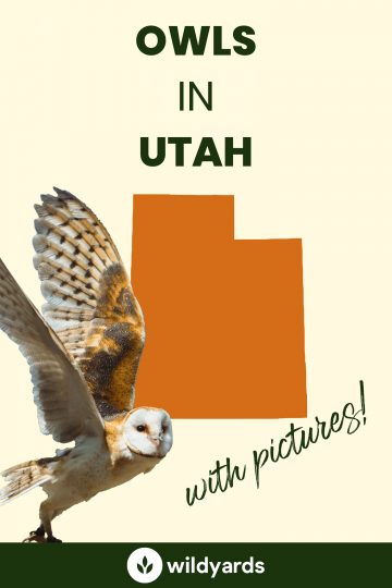 12 Owls in Utah [With Sounds & Pictures]