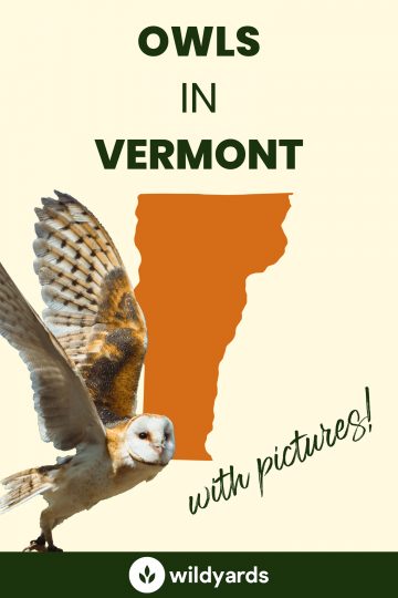 8 Owls in Vermont [With Sounds & Pictures]